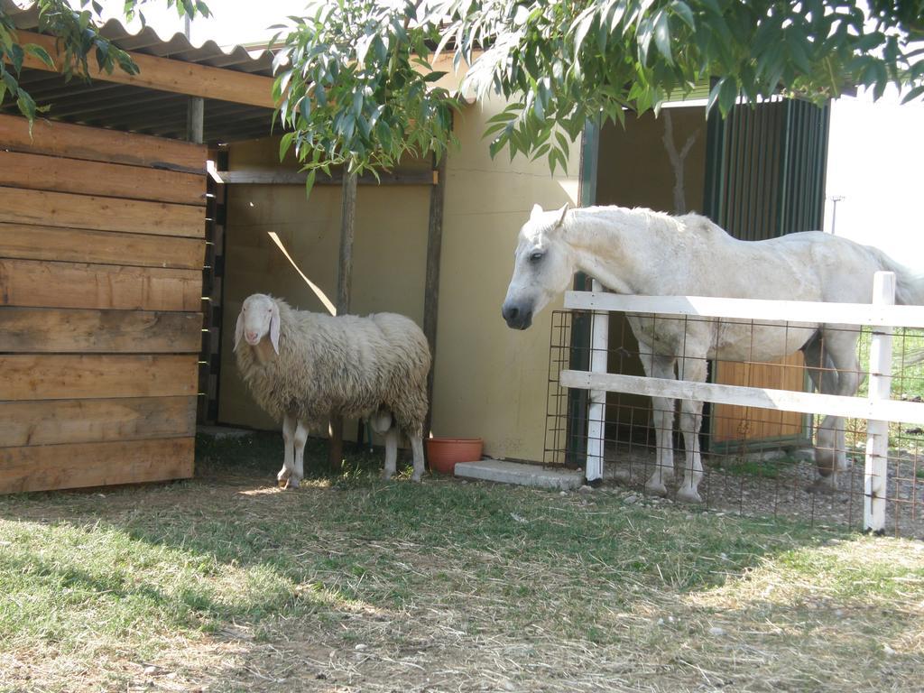 Agriturismo Casa Maria Teresa Villa Sommacampagna Dış mekan fotoğraf