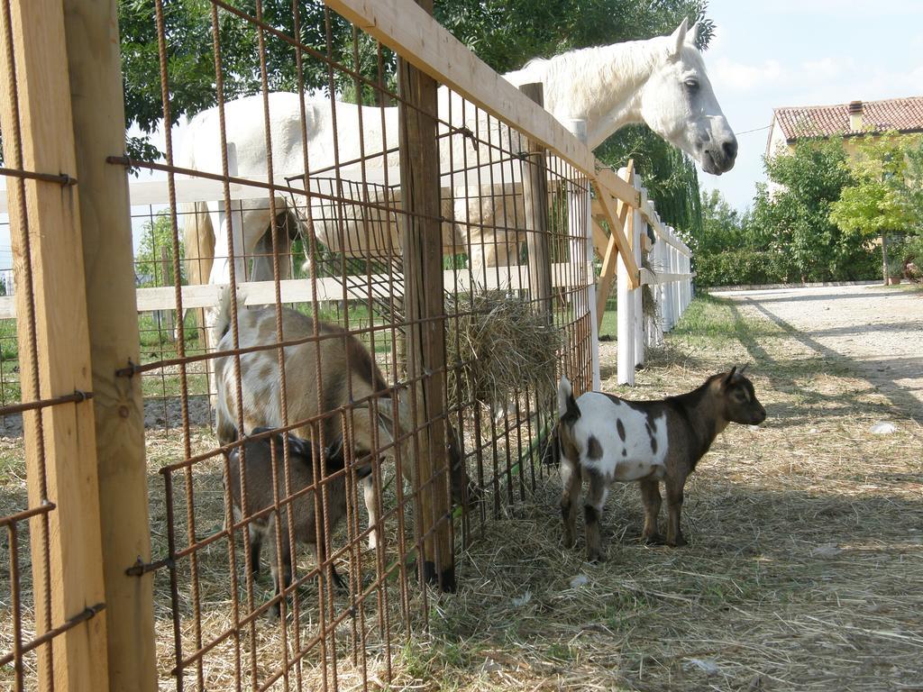 Agriturismo Casa Maria Teresa Villa Sommacampagna Dış mekan fotoğraf